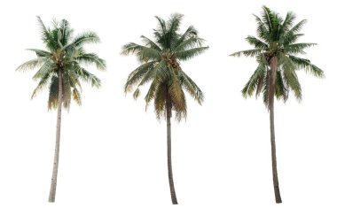 Hindistan cevizi koleksiyonu. Beyaz arkaplanda izole edilmiş bahçe.