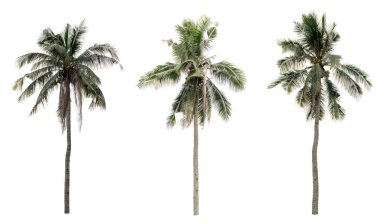 Palmiye hindistan cevizi beyaz arkaplanda izole