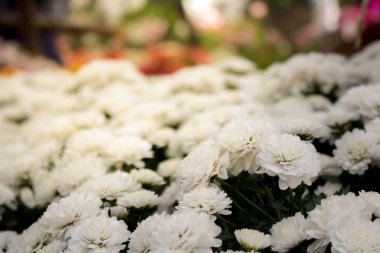 Bahçede yakın plan beyaz sonbahar çiçeği. Sabah ışığı güzel bir çiçektir.