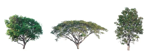 Kolekcja Drzew Ogrodzie Odizolowanych Białym Tle — Zdjęcie stockowe