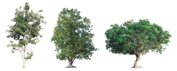 Коллекция Дерева Саду Изолированы Белом Фоне — стоковое фото