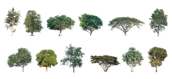 Colección Diferente Del Árbol Jardín Aislado Sobre Fondo Blanco —  Fotos de Stock