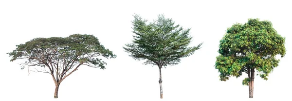 Coleção Árvore Jardim Isolado Fundo Branco — Fotografia de Stock