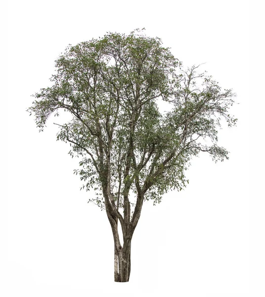 Árbol Jardín Aislado Sobre Fondo Blanco —  Fotos de Stock