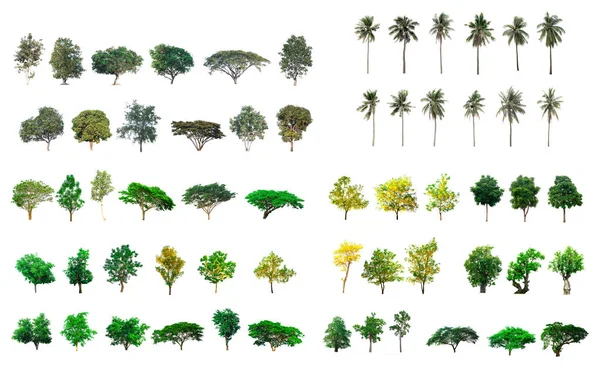 Сбор Видов Деревьев Изолированы Белом Фоне — стоковое фото