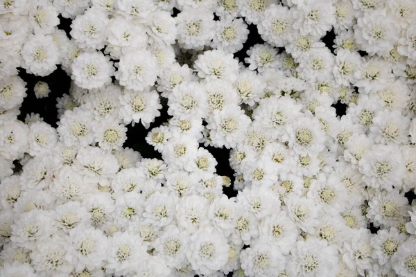 Campo Flores Brancas Florescendo Fundo Com Flores — Fotografia de Stock