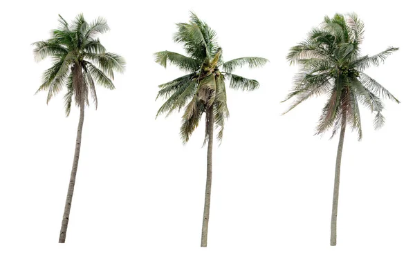 Collection Different Palms Coconut Garden Isolated White Background Stok Lukisan  