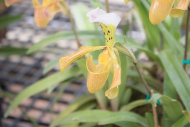 Yakın plan sarı Nepenthes Tropikal sürahi bitkileri tropikal bahçe çiçekleri fotokopi alanı ile
