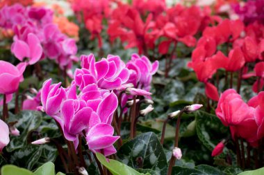 Yakın plan renkli çiçekler sabahları çoğalıyor.