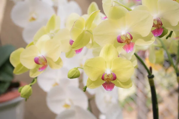 Close-up twilight Angel  Phalaenopsis or Moth dendrobium Orchid flower in tropical garden Floral  with copy space