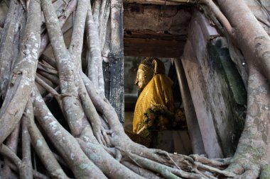 Büyük ağaçlı Budist Tapınağı.