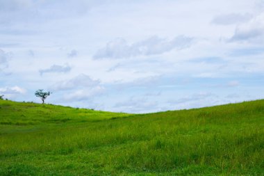 Yeşil Çim Alanı ve mavi gökyüzü arkaplanı kopyalama alanı ile