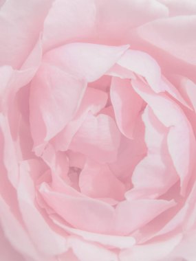 Yakın plan pembe gül yaprakları dokusu. Soyut arkaplan, güzel gül yaprakları.