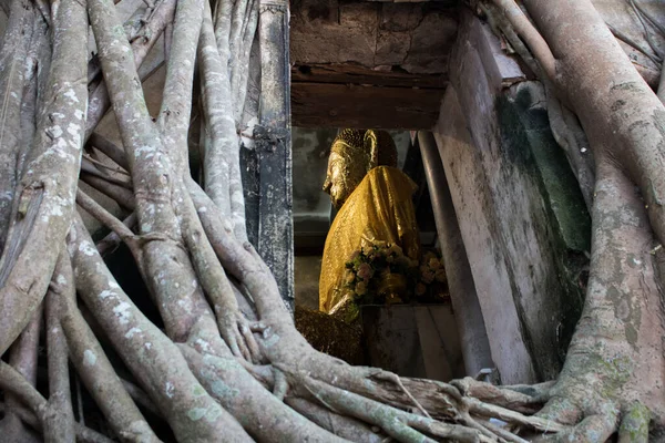 Thailand Wat Bang Kung Kuil Buddha Dengan Pohon Besar Amphawa Stok Gambar Bebas Royalti