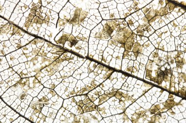 Güzel kuru yapraklar, beyaz arkaplandaki iskelet yaprakları ve kopyalama alanı