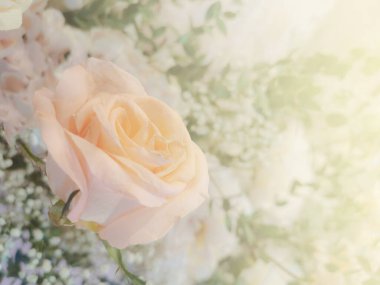 Pembe gül yaprakları dokusu. Soyut arkaplan, güzel gül yaprakları.