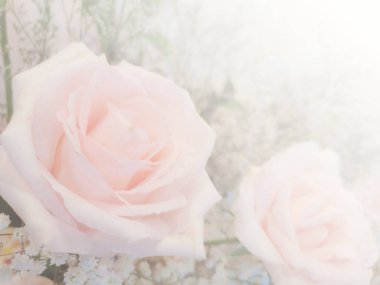 Pembe gül yaprakları dokusu. Soyut arkaplan, güzel gül yaprakları.