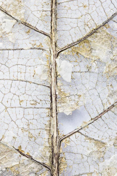 ใบไม สวยงาม ใบโครงกระด กบนพ นหล ขาวท าเนา — ภาพถ่ายสต็อก
