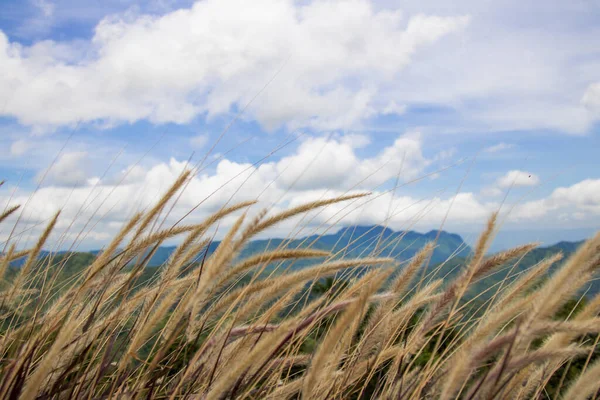 Bunga Rumput Close Dalam Angin Dan Latar Langit Biru Dengan Stok Foto