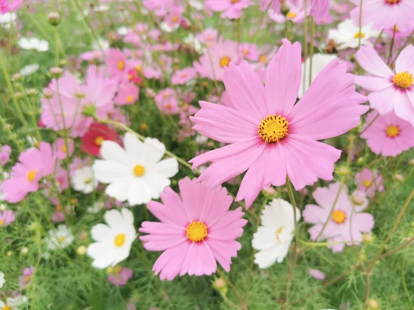 Närbild Rosa Blomma Trädgården Morgonljuset Vacker Blomma — Stockfoto