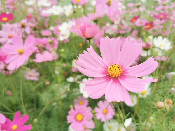 Close Pink Flower Garden Morning Light Beautiful Flower — Stock Photo, Image
