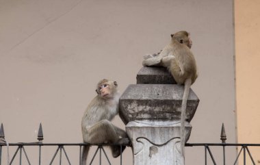 Metal çitin içinde kopyalama alanı olan aile maymunu.