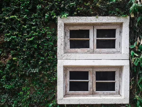 Ventana Blanca Pared Hiedra Madera Verde Con Espacio Copia —  Fotos de Stock