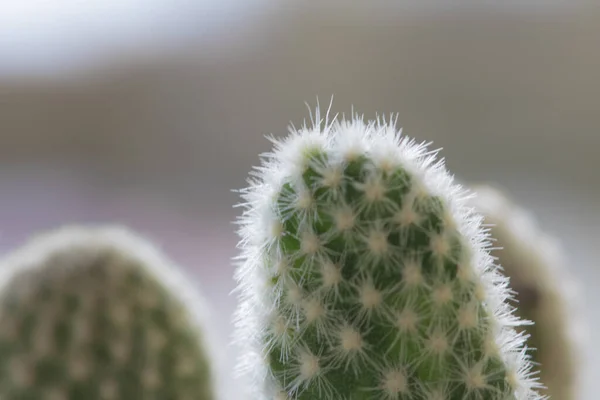 Zbliżenie Kręgosłupa Kaktusach Przestrzenią Kopiowania — Zdjęcie stockowe