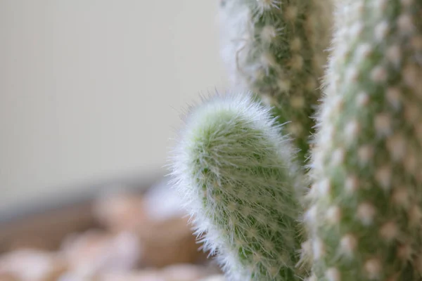 Gros Plan Des Épines Sur Cactus Avec Espace Copie — Photo