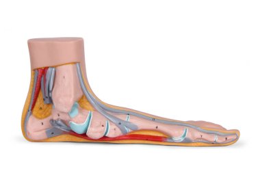 Beyaz arka planda izole edilmiş 3 boyutlu ayak modeli. Kan dolaşımı sistemi. Alt ekstremitelerin kemikleri. Shin. Ayak. Modaya uygun. Üç boyutlu kas bacak anatomisi. Ayak biyolojisi