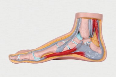 Beyaz arka planda izole edilmiş 3 boyutlu ayak modeli. Kan dolaşımı sistemi. Alt ekstremitelerin kemikleri. Shin. Ayak. Modaya uygun. Üç boyutlu kas bacak anatomisi. Ayak biyolojisi