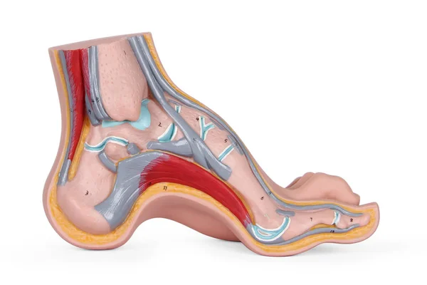 Sistema Arterial Circulación Sanguínea Las Extremidades Inferiores Estructura Del Pie —  Fotos de Stock