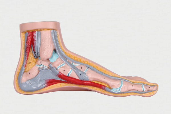 Артериальная система. Кровообращение нижних конечностей. Структура стопы: структура и болезнь костей, мышечные точки. Рисунок скелета и крови человека
.
