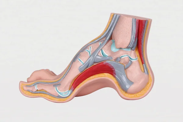 Sistema Arterial Circulación Sanguínea Las Extremidades Inferiores Estructura Del Pie —  Fotos de Stock