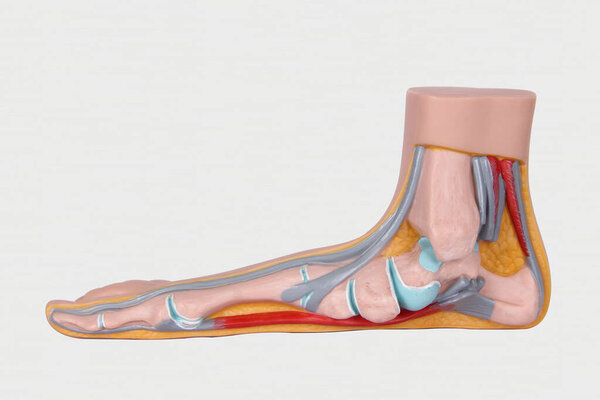 Артериальная система. Кровообращение нижних конечностей. Структура стопы: структура и болезнь костей, мышечные точки. Рисунок скелета и крови человека
.