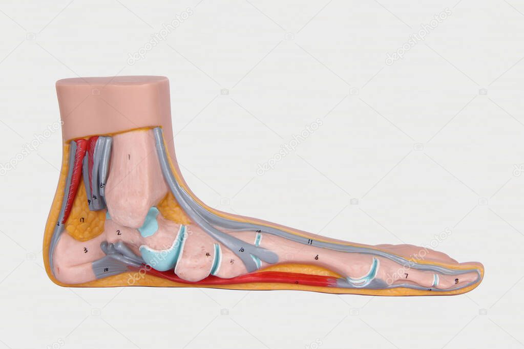 3D foot model isolated on white background. Blood circulation system. Bones of the lower extremities. Shin. Foot. Hip. 3D human muscle feet anatomy. Foot biology