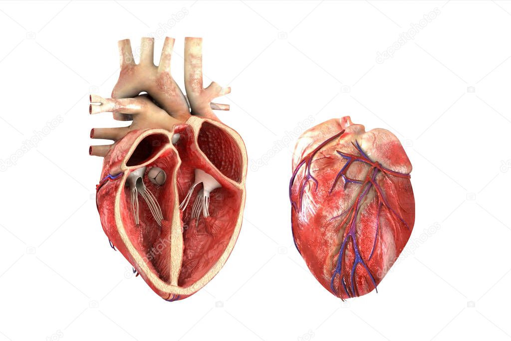 Human heart model for study education isolated on white background. 3D Render of a healthy Human Heart anatomy inner structure. Medically accurate illustration of the aortic valve