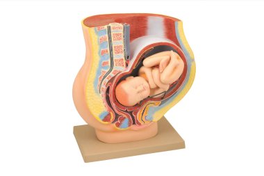 Normal hamile kadın anatomisi ve beyaz arka planda izole edilmiş eğitim için fetüs modeli. Kadın rahim kesitinde bir bebek, eğitici bakış açısı. 3B Yapılandırma Üreme Sistemi