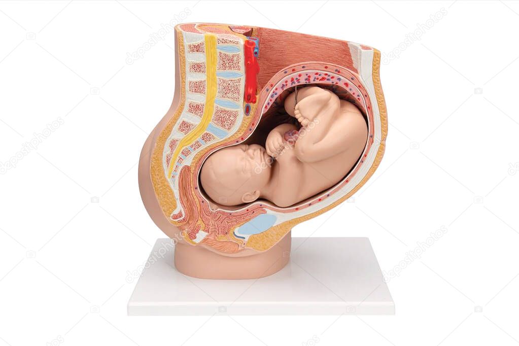 Normal Pregnant female anatomy and fetus model for study education isolaed on white background. Baby in a woman womb cross section, educational view. 3D Render structure reproductive system