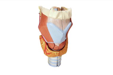 Eğitim için gırtlak modeli beyaz arka planda izole edilmiş. Gırtlak modeli. Sağlıklı, gerçekçi bir insan gırtlağı iç yapısının 3 boyutlu görüntüsü. Gırtlağın tıbben doğru çizimi