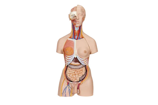 구조를 모델이다 해부학이요 의학적 마네킹은 배경에 분리되어 체계를 모형의 일부이다 — 스톡 사진