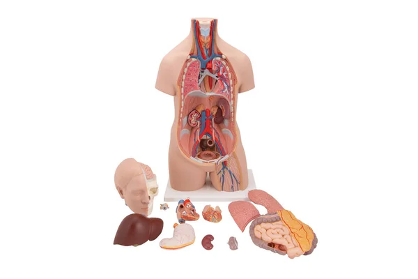 Modelo Torso Con Estructura Interna Órganos Masculinos Femeninos Anatomía Humana — Foto de Stock