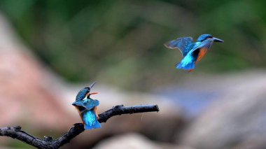 Harika ekran görüntüsü, lütfen tadını çıkarın.