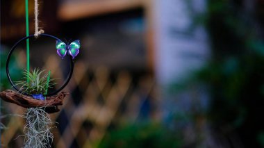 Çiçekler yakın mesafeden poz veriyor