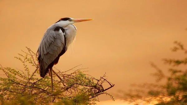 Kuşlar yakın mesafeden poz veriyor.