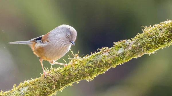 Kuşlar yakın mesafeden poz veriyor.