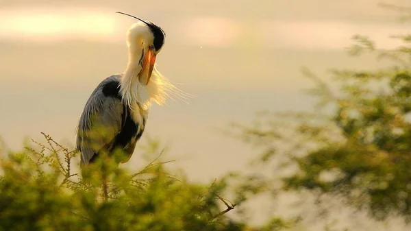 Kuşlar yakın mesafeden poz veriyor.