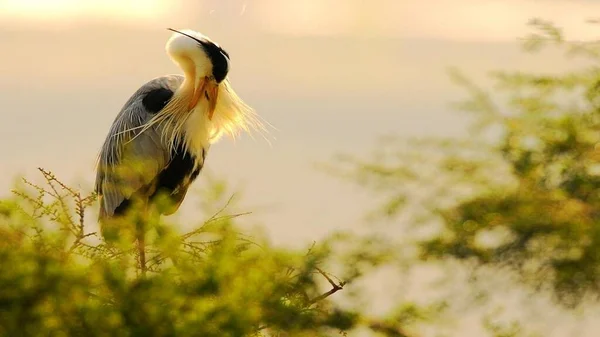 Kuşlar yakın mesafeden poz veriyor.