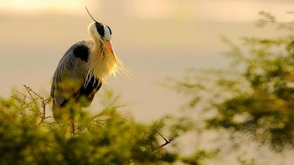 Kuşlar yakın mesafeden poz veriyor.