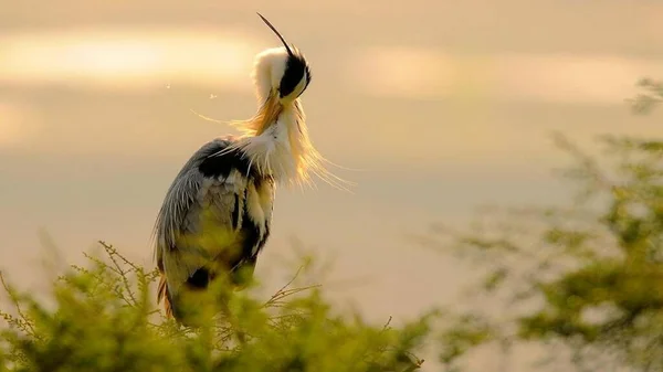 Kuşlar yakın mesafeden poz veriyor.